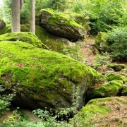 Die heilende Wirkung von Holz