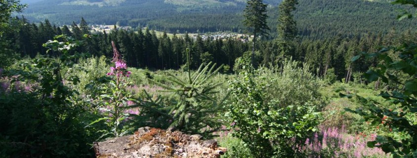 Holz und Ihre Gesundheit