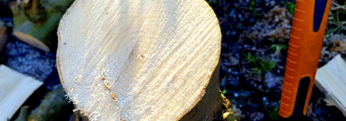 Hirnholz, das Holz mit Köpfchen